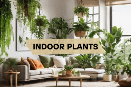 Top Indoor Plants